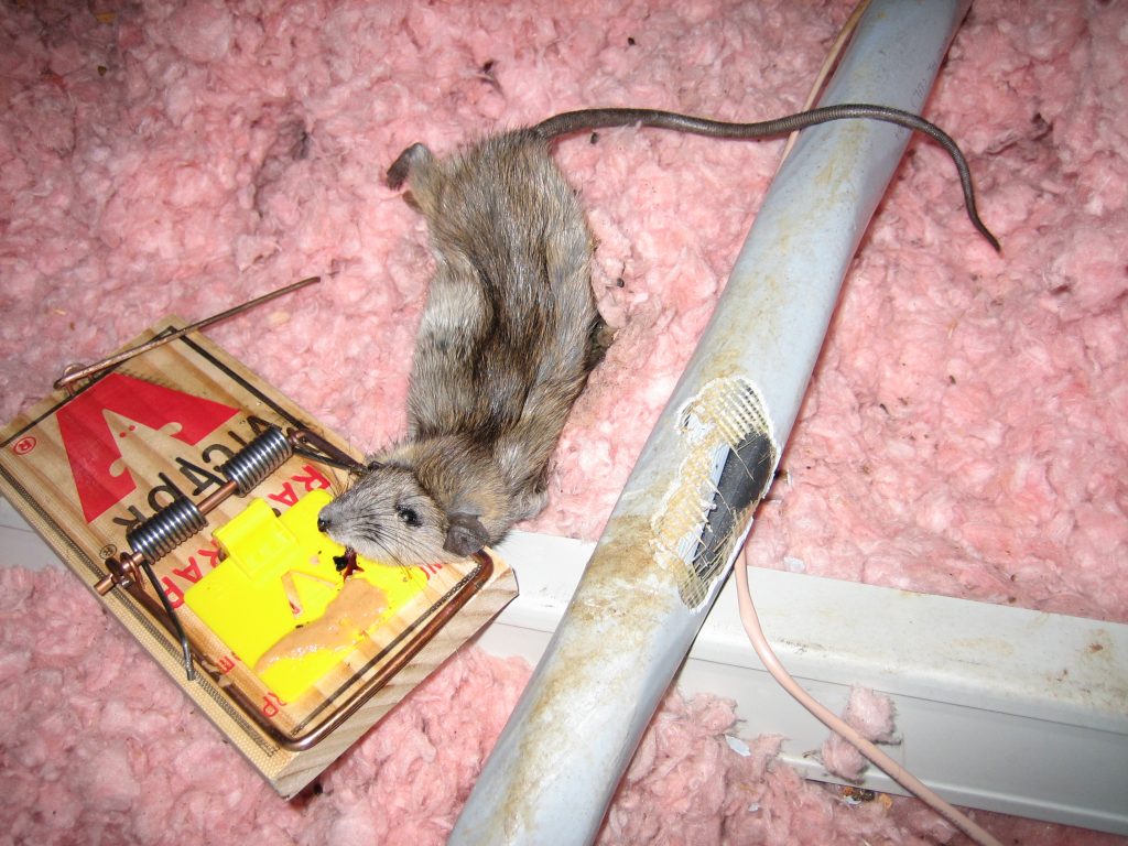 rat removal