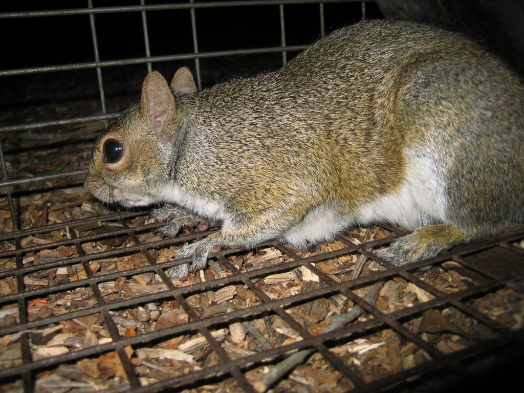 squirrel removal