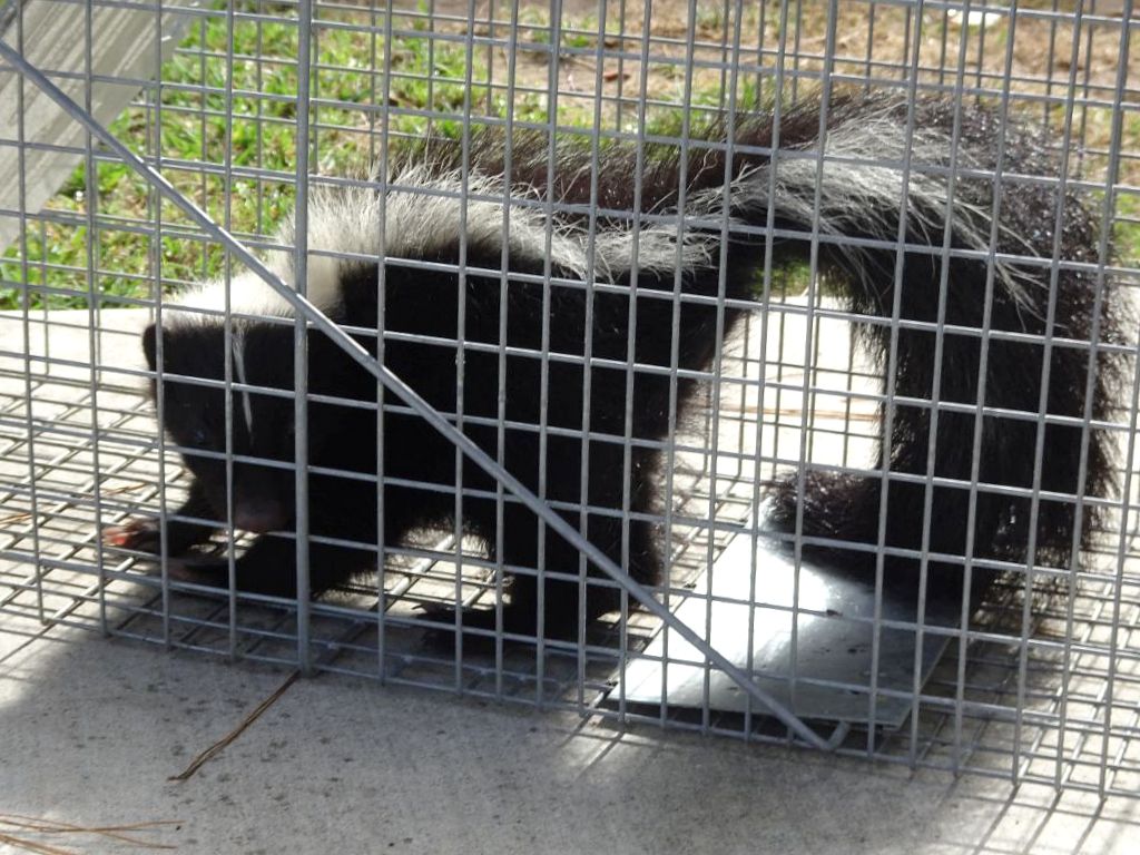 skunk removal