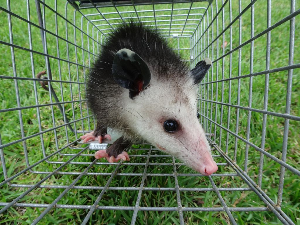 opossum removal